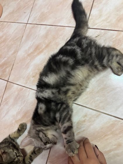 อเมริกันช็อตแฮร์ รูปที่ 11