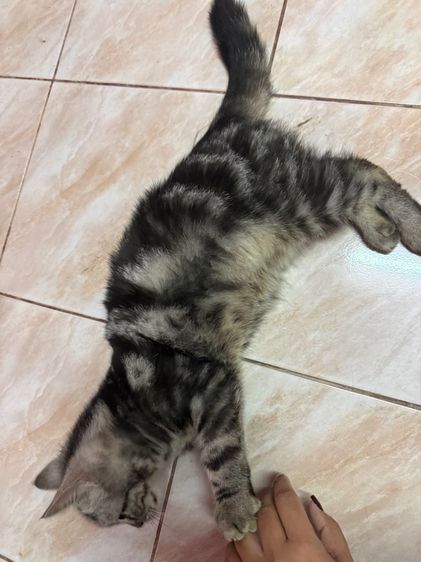 อเมริกันช็อตแฮร์ รูปที่ 12