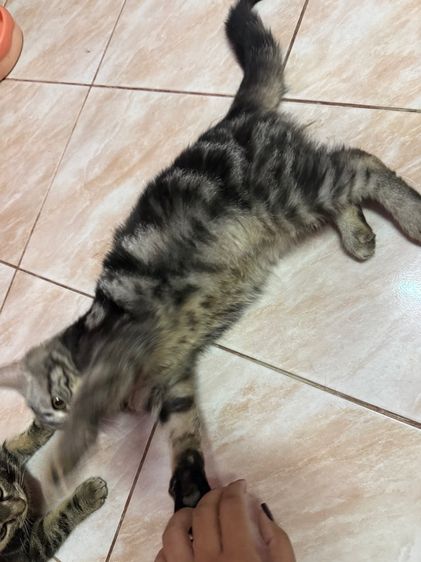 อเมริกันช็อตแฮร์ รูปที่ 10