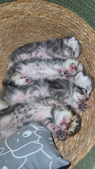 อเมริกันช็อตแฮร์