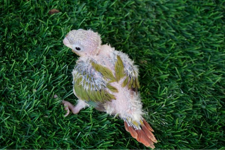 ลูกป้อนนกกรีนชีค พายแอปเปิ้ล