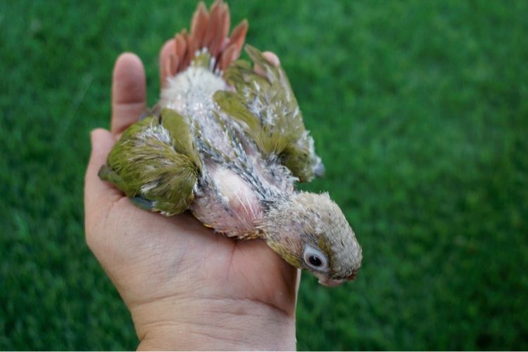 ลูกป้อนนกกรีนชีค พายแอปเปิ้ล รูปที่ 6