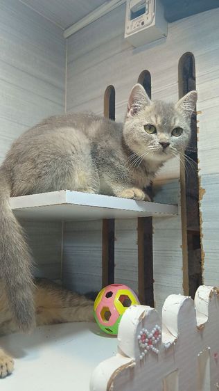 สก็อตติช โฟลด์ (Scottish Fold) แมวสก้อตติช สีบลู สีเทา เพศผู้ คะวัคซีนแล้ว1เข็มก่อนย้ายตรวจหัดแมวฟรีรับประกันเอดส์แมวกับรูคีเมียคะ