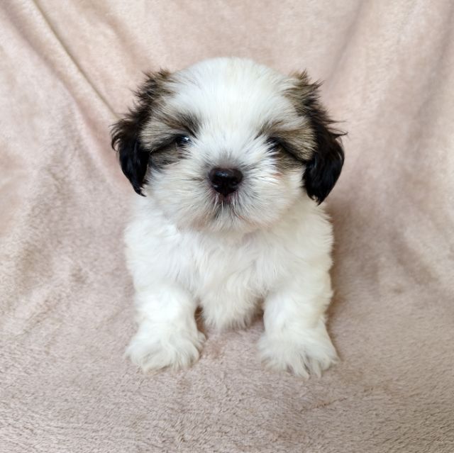 ชิสุแท้ รูปที่ 3