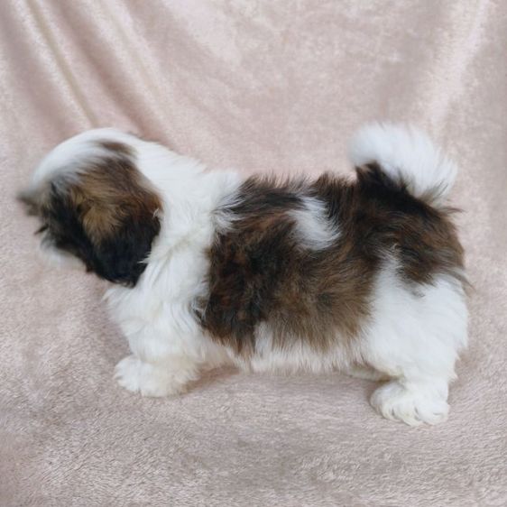 ชิสุแท้ รูปที่ 5