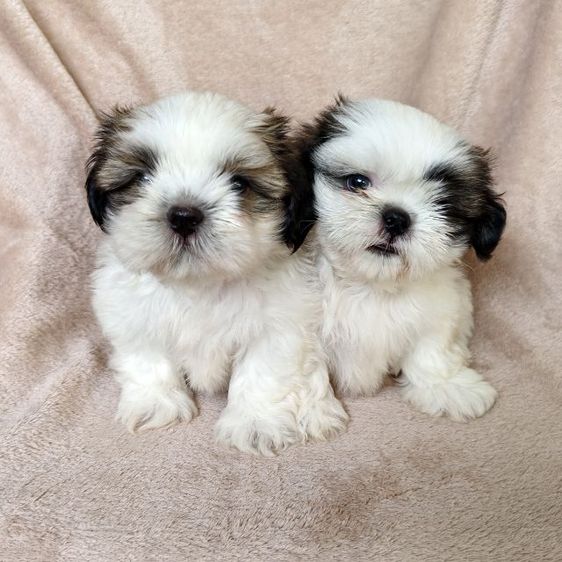 ชิสุแท้ รูปที่ 2