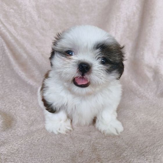 ชิสุแท้ รูปที่ 4