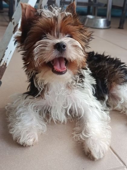 บีเวอร์ยอร์คเชียร์แท้ ยอรค3สี ผู้หญิง  จัดโปรโมชั่น รูปที่ 4