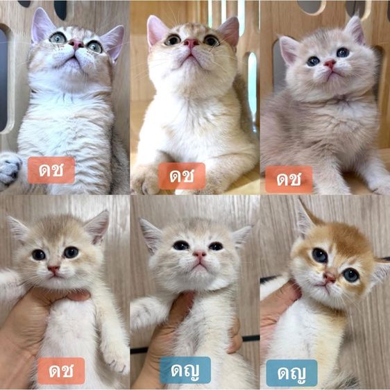 บริติช ชอร์ตแฮร์ (British Shorthair) บริติช🌿wcf ผ่อนไปเลี้ยงไป