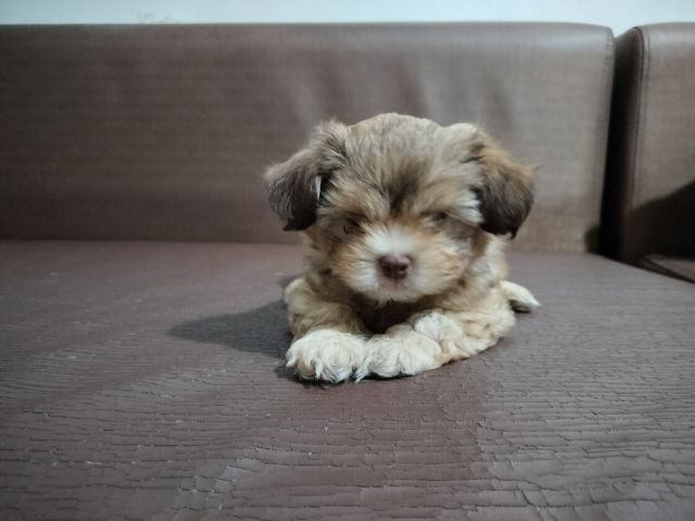 ลูกสุนัข อายุ2เดือน เพศผู้ รูปที่ 2