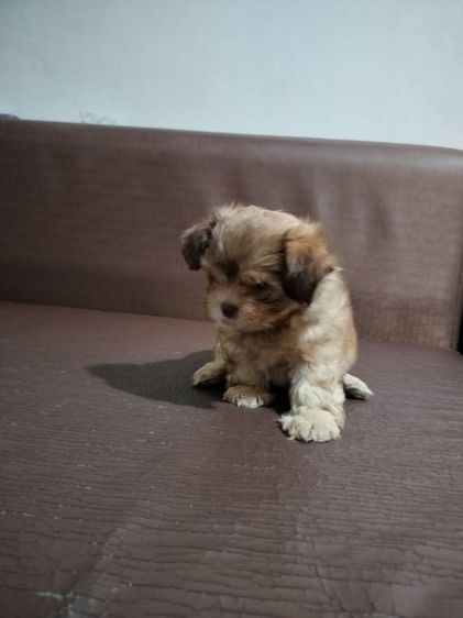 ลูกสุนัข อายุ2เดือน เพศผู้ รูปที่ 16