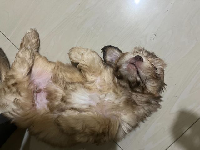 ลูกสุนัข อายุ2เดือน เพศผู้ รูปที่ 12