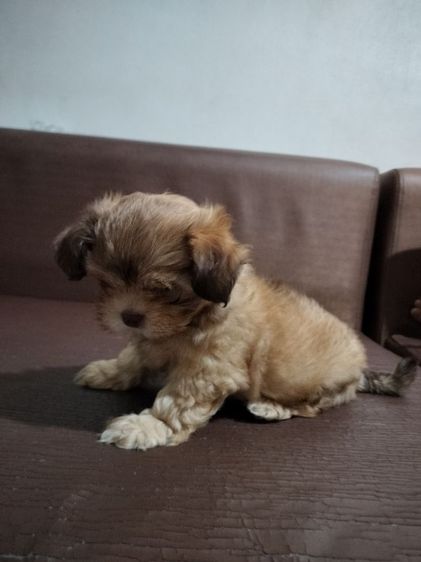 ลูกสุนัข อายุ2เดือน เพศผู้ รูปที่ 15