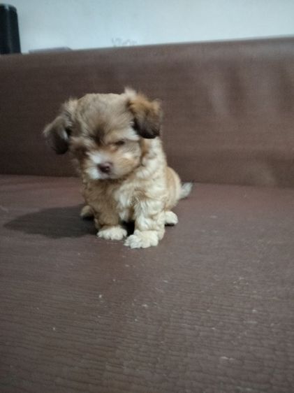 ลูกสุนัข อายุ2เดือน เพศผู้ รูปที่ 11