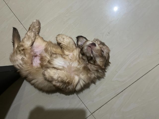 ลูกสุนัข อายุ2เดือน เพศผู้ รูปที่ 10