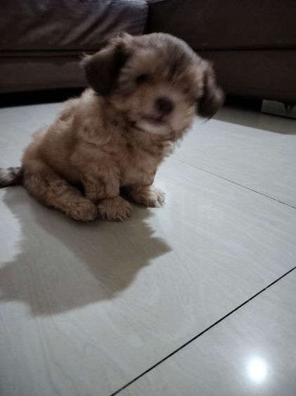 ลูกสุนัข อายุ2เดือน เพศผู้ รูปที่ 18