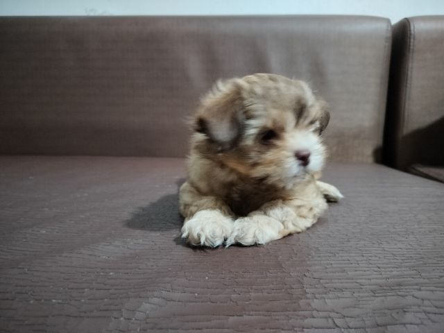 ลูกสุนัข อายุ2เดือน เพศผู้