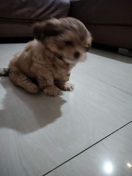 ลูกสุนัข อายุ2เดือน เพศผู้ รูปที่ 14