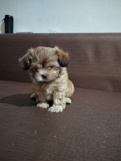 ลูกสุนัข อายุ2เดือน เพศผู้ รูปที่ 9