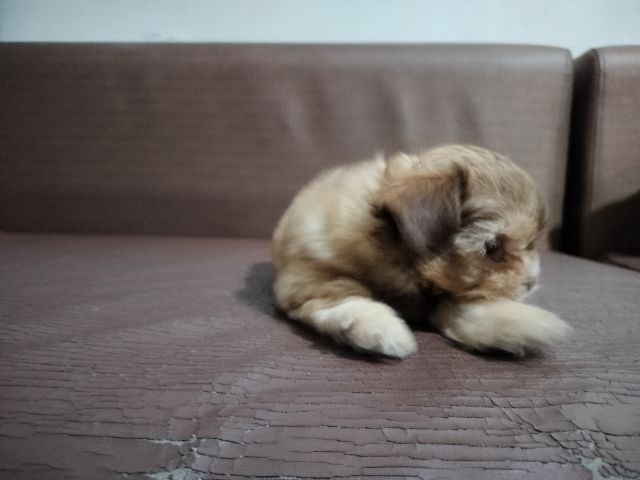 ลูกสุนัข อายุ2เดือน เพศผู้ รูปที่ 7