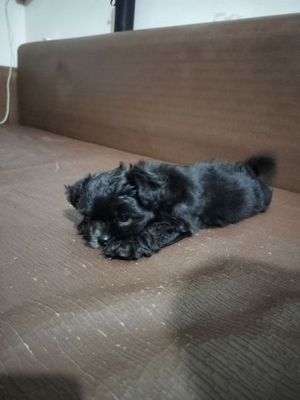 ลูกสุนัข อายุ2เดือน เพศเมีย รูปที่ 7