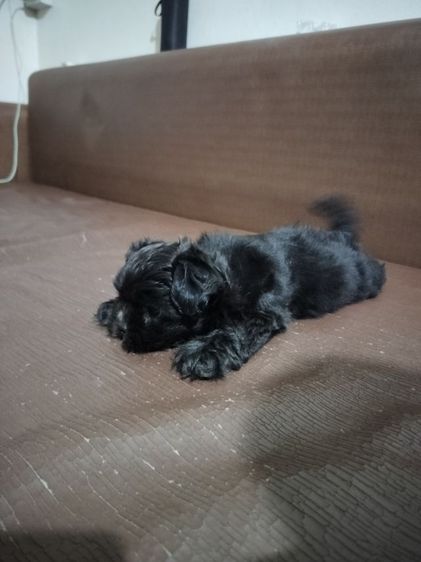 ลูกสุนัข อายุ2เดือน เพศเมีย รูปที่ 6