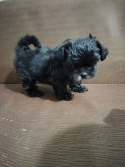 ลูกสุนัข อายุ2เดือน เพศเมีย รูปที่ 3