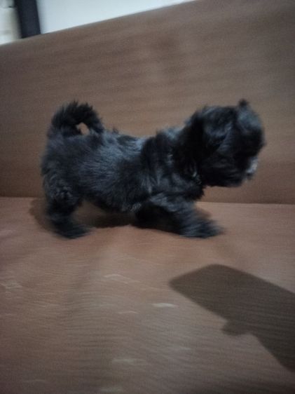 ลูกสุนัข อายุ2เดือน เพศเมีย รูปที่ 5