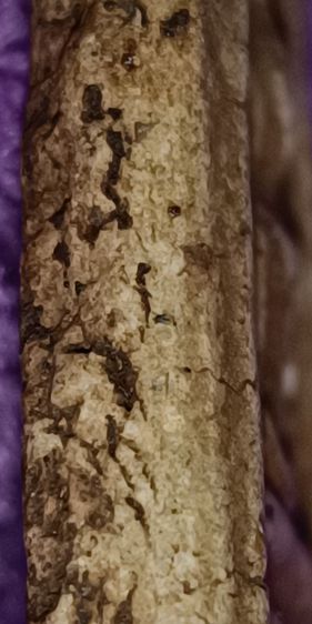 พระสมเด็จวัดระฆัง รูปที่ 15