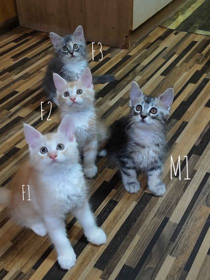 แมวเมนคูนผสมเปอเซีย รูปที่ 5