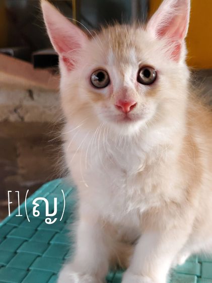 แมวเมนคูนผสมเปอเซีย