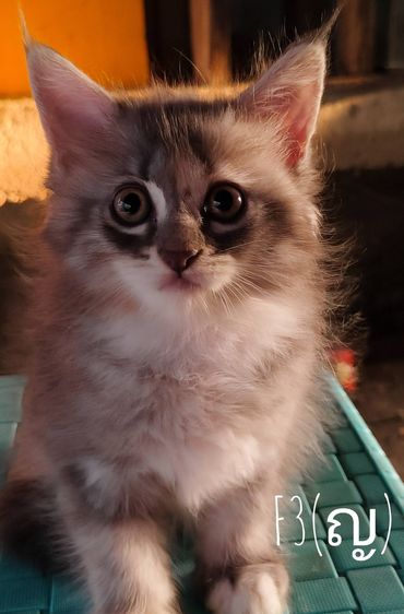 แมวเมนคูนผสมเปอเซีย รูปที่ 3