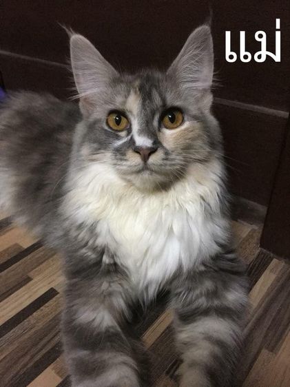 แมวเมนคูนผสมเปอเซีย รูปที่ 6