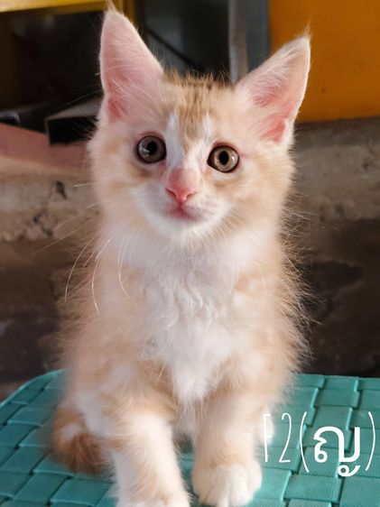 แมวเมนคูนผสมเปอเซีย รูปที่ 2