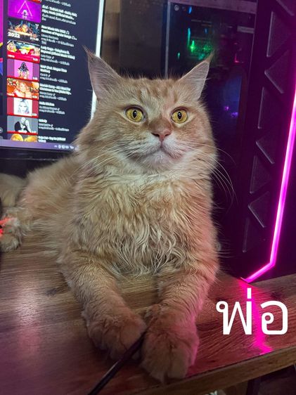 แมวเมนคูนผสมเปอเซีย รูปที่ 7