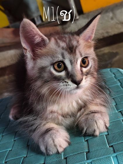 แมวเมนคูนผสมเปอเซีย รูปที่ 4