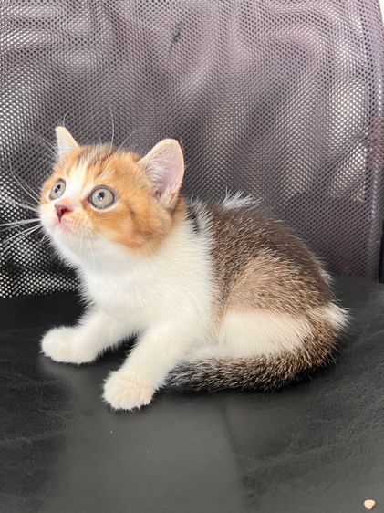 แมวสก็อตติช