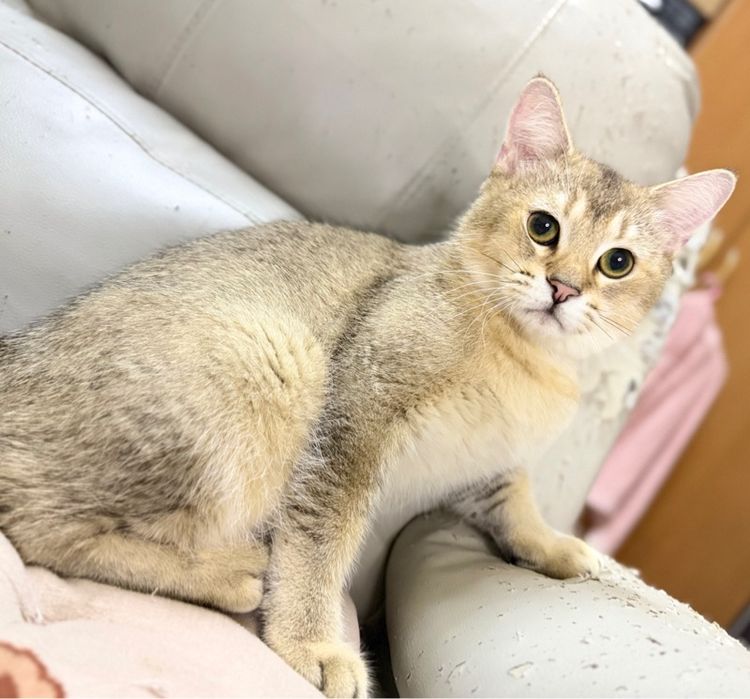 บริติช ชอร์ตแฮร์ (British Shorthair) บริติชชายแบ่งเลี้ยง 5 เดือน