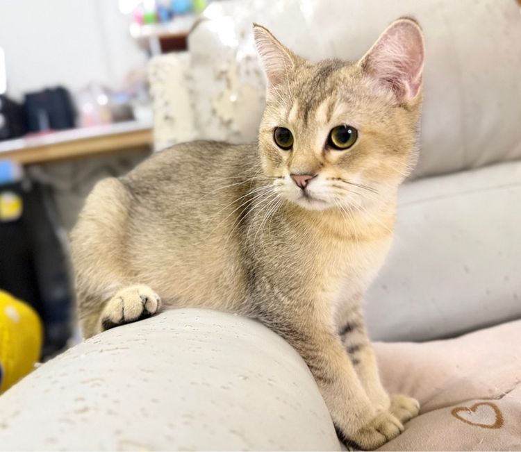 บริติช ชอร์ตแฮร์ (British Shorthair) บริติชผสมมัชกิ้น ชายขายาว ลดปชก. 6 เดือน