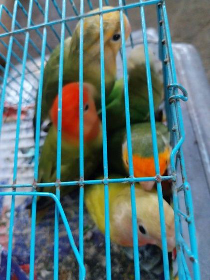 เลิฟเบิร์ดไม่ขอบตา