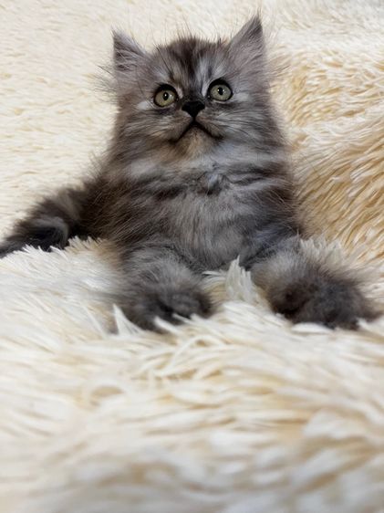 แมวเปอร์เซียบลู