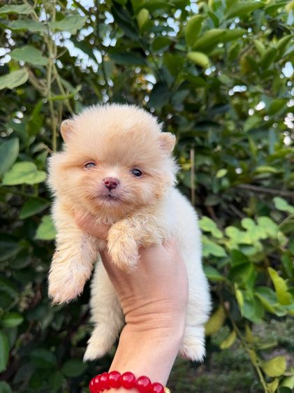 ปอมเมอเรเนียน (Pomeranian) เล็ก ปอมเมียจิ๋วๆตาฟ้า