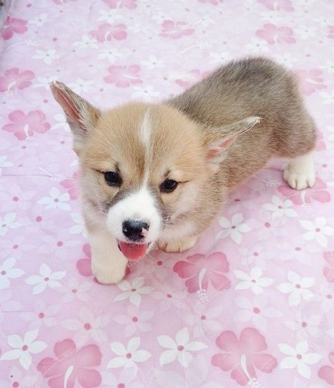คอร์กี้ (Corgi) กลาง พร้อมย้าย เสาร์ หรือ อาทิตย์26 นี้