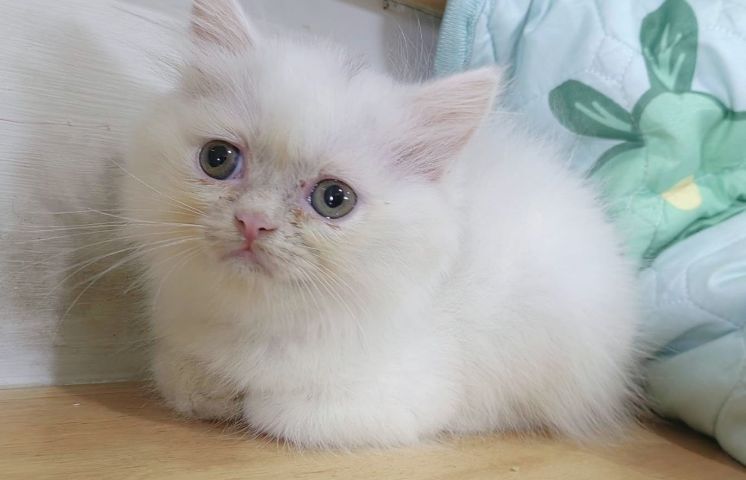 เปอร์เซีย (Persian) ขายลูกแมวเปอร์เซีย ผู้หญิง2เดือนสดใส ร่าเริงสีขาวไม่มีโรค พระรามสองเทียนทะเล20
