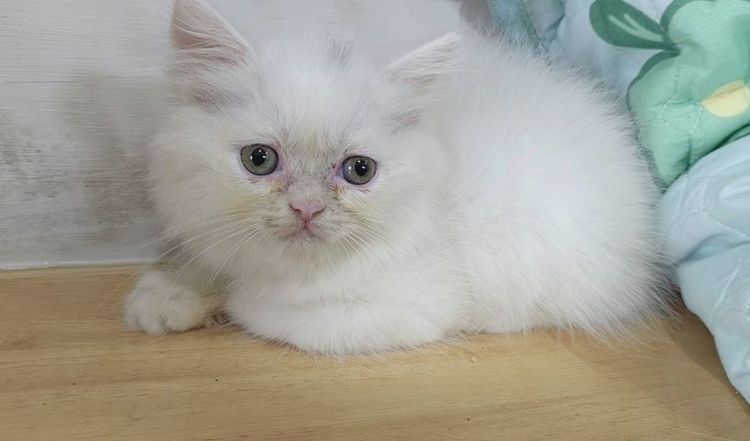 ขายลูกแมวเปอร์เซีย ผู้หญิง2เดือนสดใส ร่าเริงสีขาวไม่มีโรค พระรามสองเทียนทะเล20