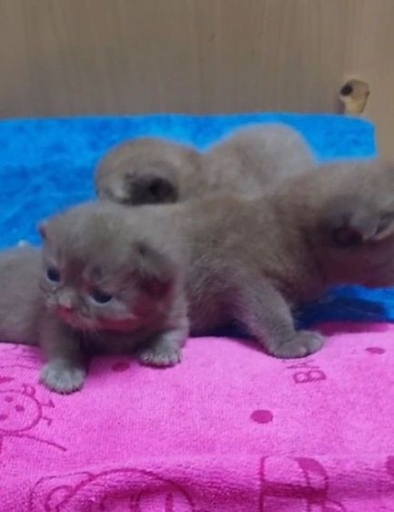 บริติช ชอร์ตแฮร์ (British Shorthair) บริติช  มันท์กิ้น  ผู้