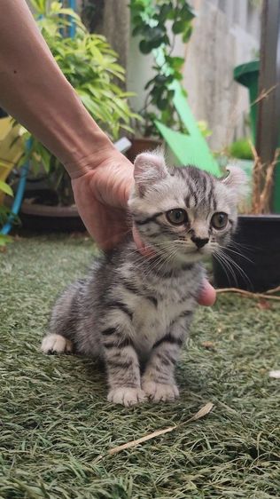 อเมริกัน เคิร์ล (American Curl) อเมริกันเคิร์ล