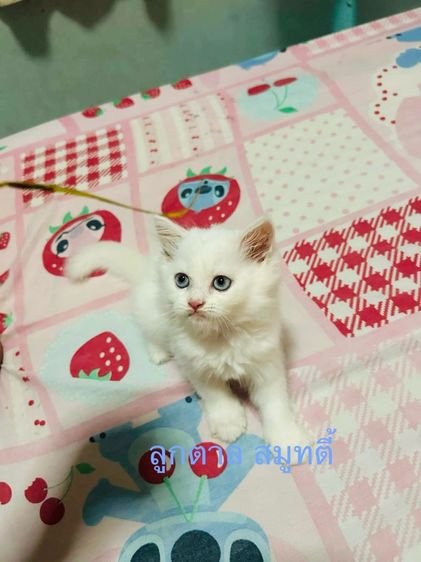 เปอร์เซีย รูปที่ 3