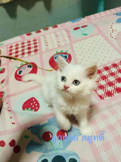 เปอร์เซีย รูปที่ 2