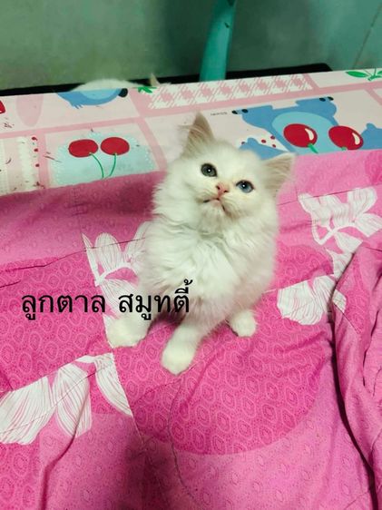 เปอร์เซีย รูปที่ 2